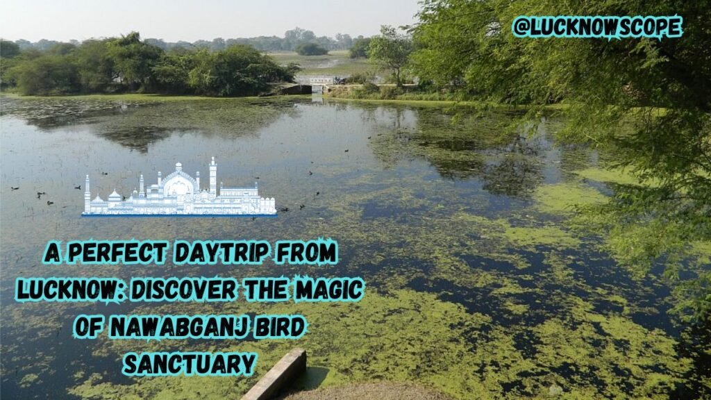 A Perfect Daytrip from Lucknow Discover the Magic of Nawabganj Bird Sanctuary
